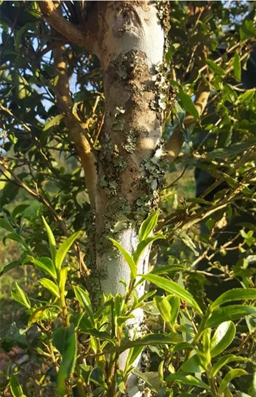 曼松 中小叶种的诱惑