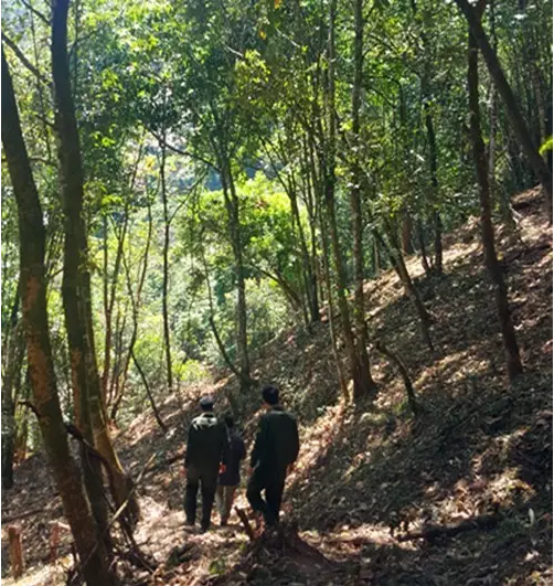 曼松 中小叶种的诱惑