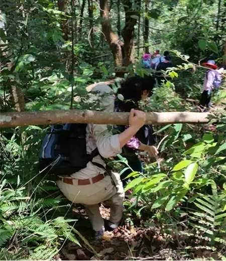 茶山行 一场亲近大地的行走