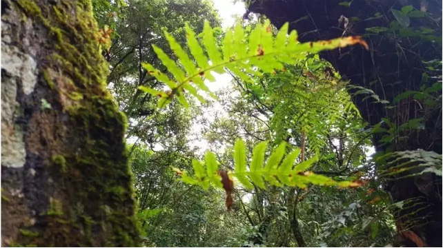 茶山行 一场亲近大地的行走