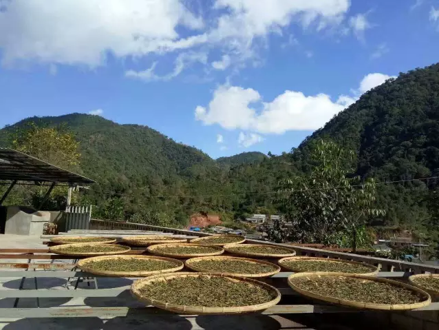 茶山行 一场亲近大地的行走