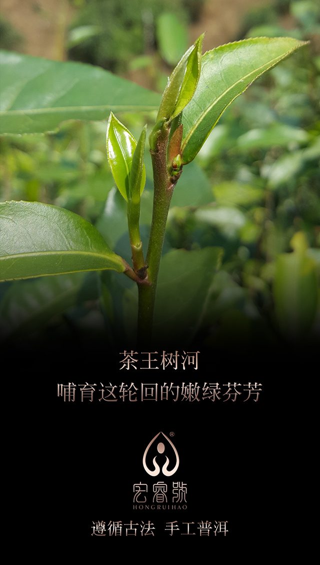 2017年茶王树（春）