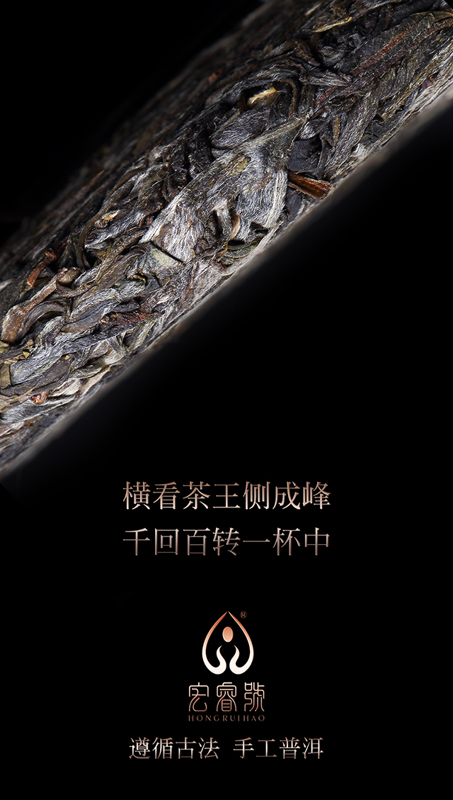 2017年茶王树（春）