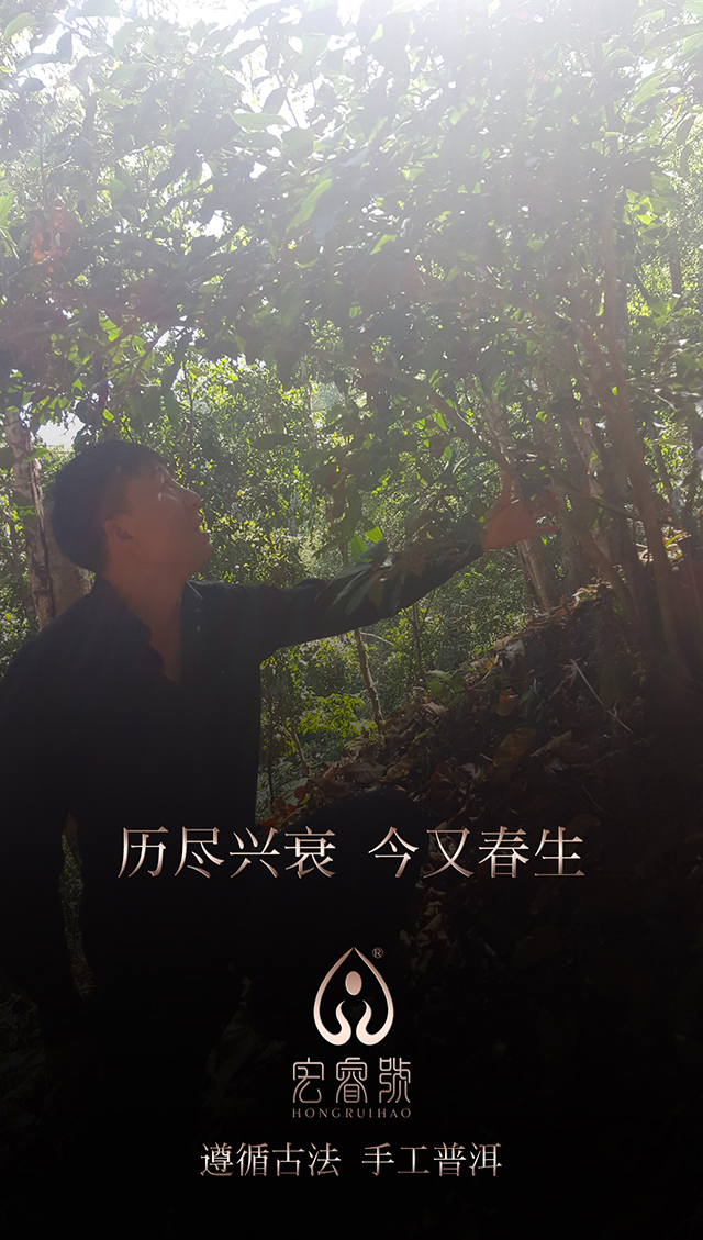 2017年曼松（春）