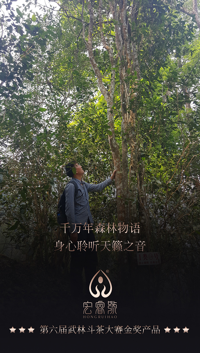 2017年春薄荷塘高杆古树【金奖】