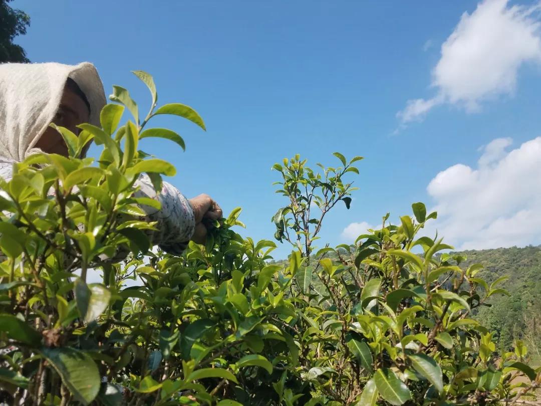 私人定制---那卡古树